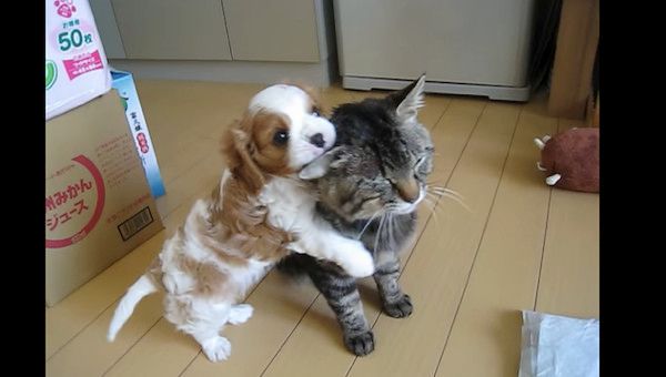 ノラ猫が好きすぎるキャバリア