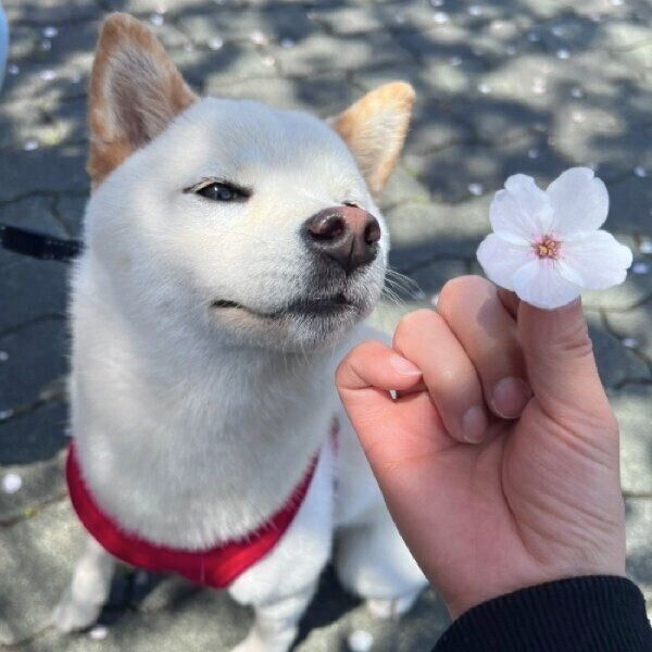 줤ʲ֤ˤäȤꤹ褦ʥ