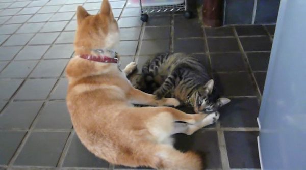 柴犬と猫