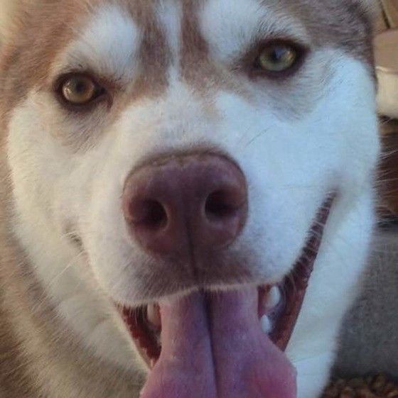 ハスキー