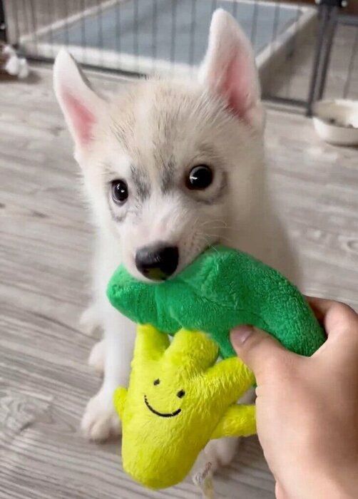 おもちゃで遊ぶ福丸くん