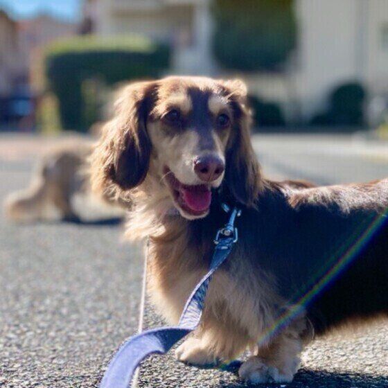 いぬのきもち相談室に関する記事一覧 いぬのきもちweb Magazine