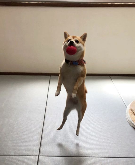 ぴょーんと飛ぶ柴犬