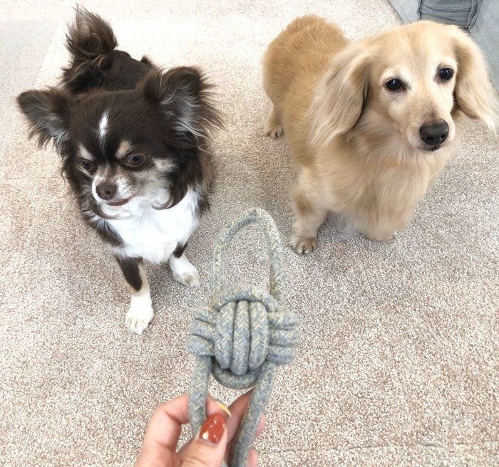 愛犬とおもちゃ