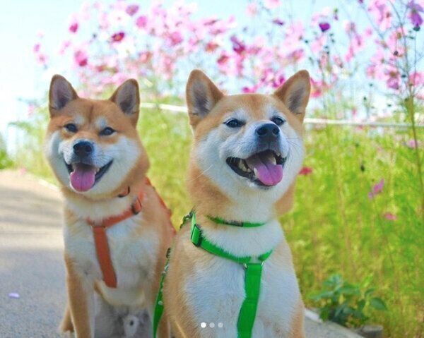 笑顔のわさびくんともずくくん
