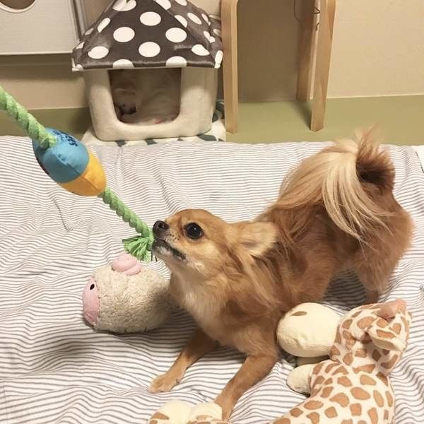 おもちゃのついた紐を引っ張りっこしているチワワ