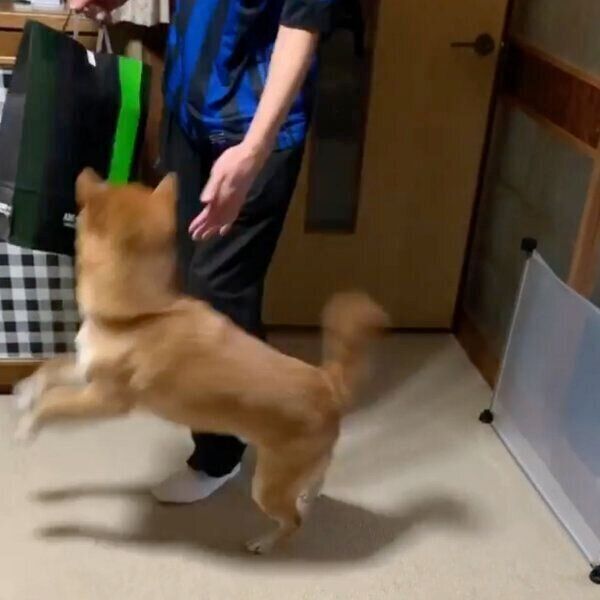 長男との再会を喜ぶさくくん