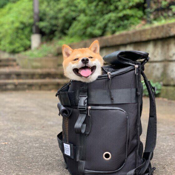 療法食が必要な犬のフード備蓄は?防災対策を考えよう いぬのきもち