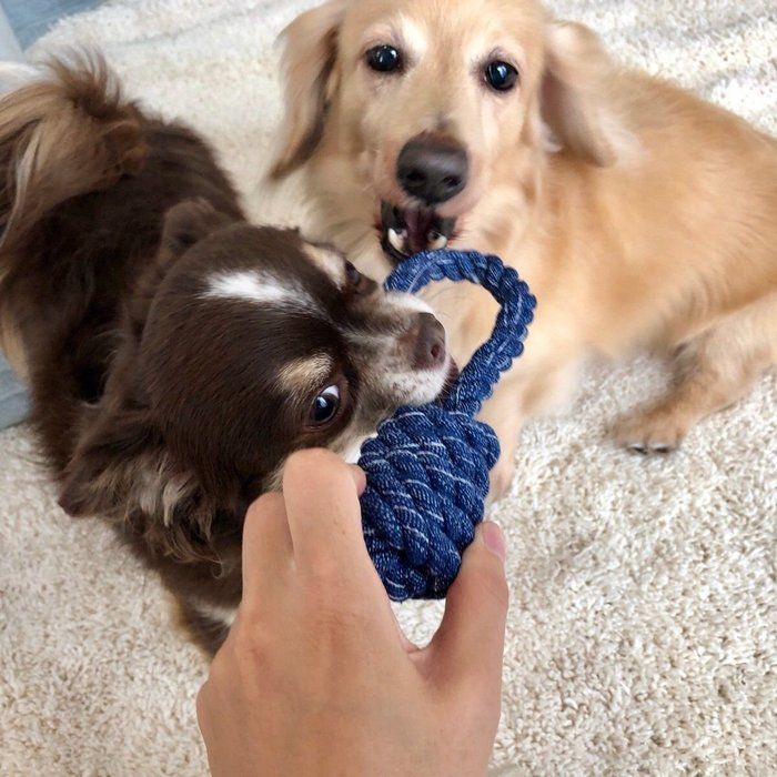 食らいつく犬