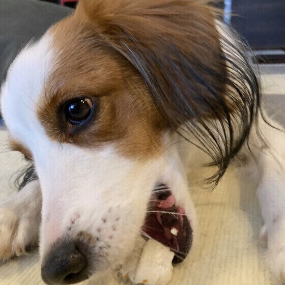 ネギは犬に危険な冬の食材 犬がネギを食べた場合の症状と対応 いぬのきもち