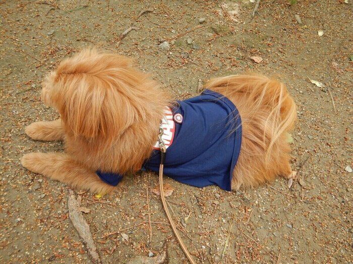 連載「こぐま犬てんすけ」