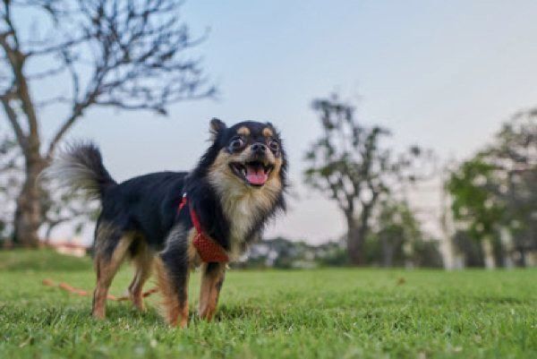 微笑む犬
