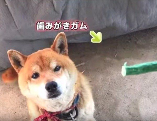柴犬