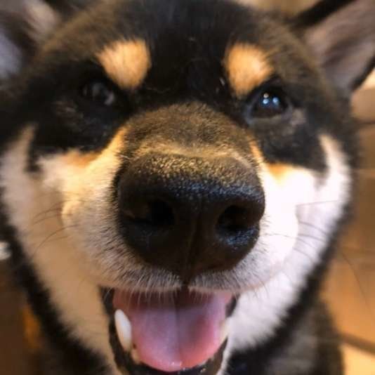 柴