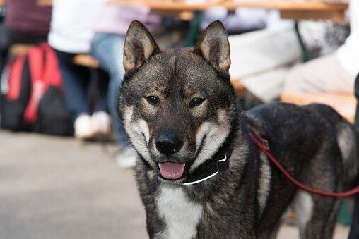 ワイルドな風貌の四国犬