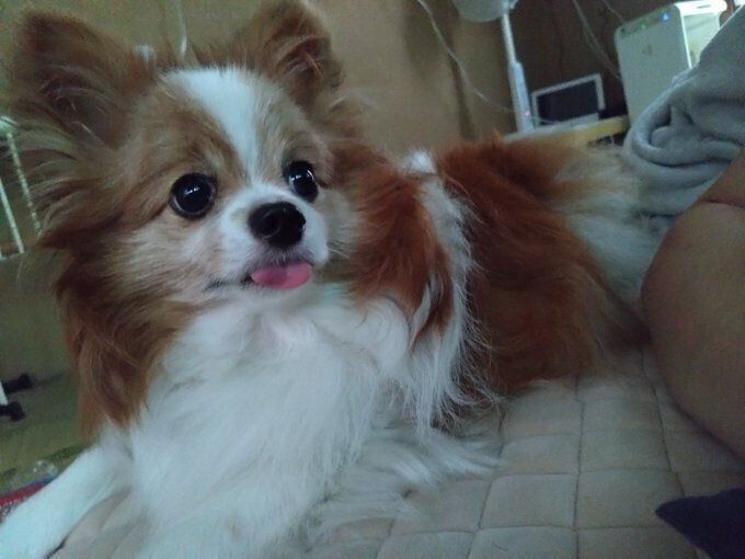 5才のパピヨン