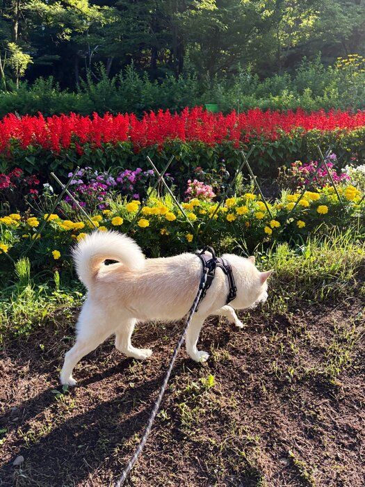 朝さんぽを楽しむ犬