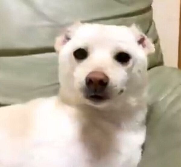 耳が引っくり返ってしまうまめたちゃん