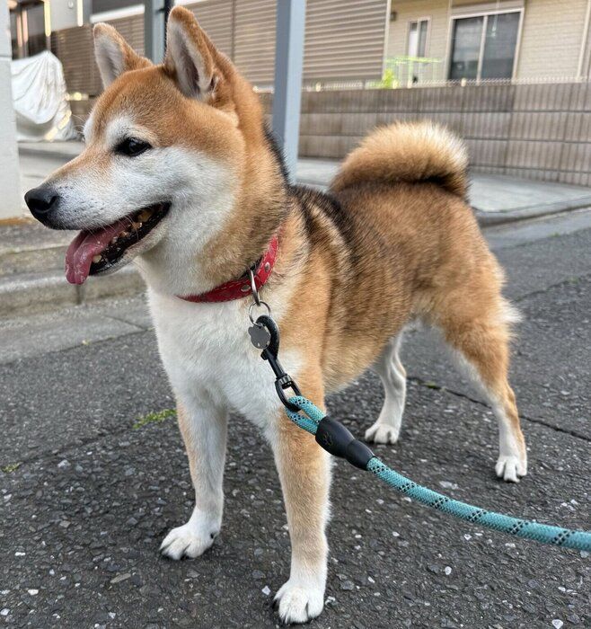 散歩を楽しむ才蔵くん