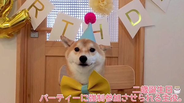 柴犬のこてつくん