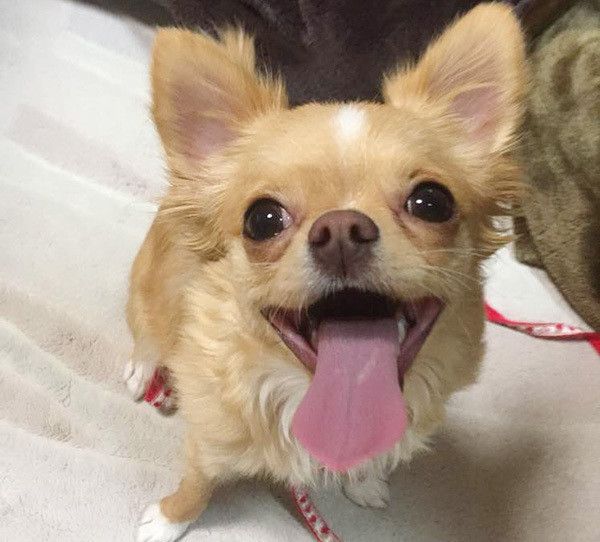 微笑むチワワ
