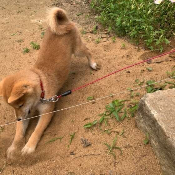 遊ぶ柴犬