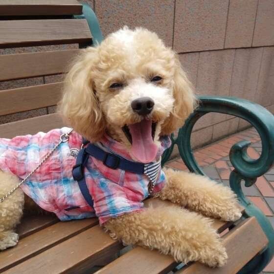ベンチの上であくびする犬