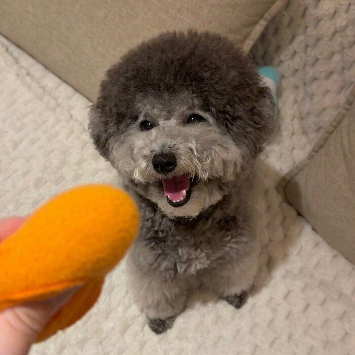 飼い主さんと遊ぶトイ・プードル