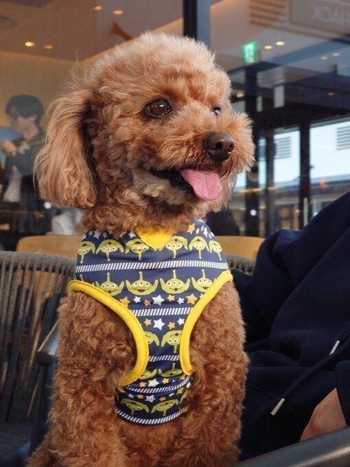 家族とお出かけしたトイプードル