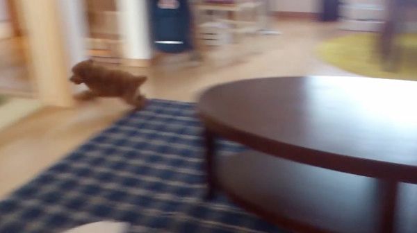 赤ちゃんとトイ・プードル