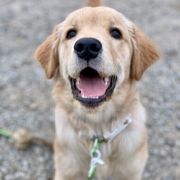 ランキングに関する記事一覧 いぬのきもちweb Magazine ランキングに関する記事一覧 いぬのきもちweb Magazine