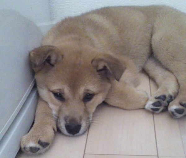 見つめる子犬