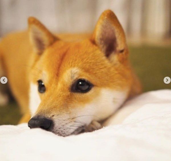 豆柴のにこちゃん