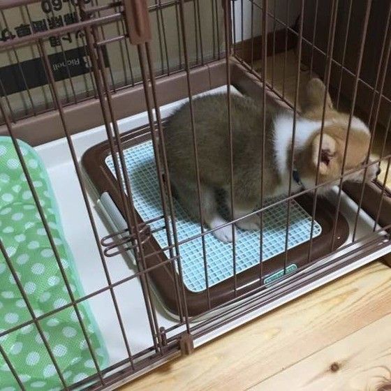 トイレする犬