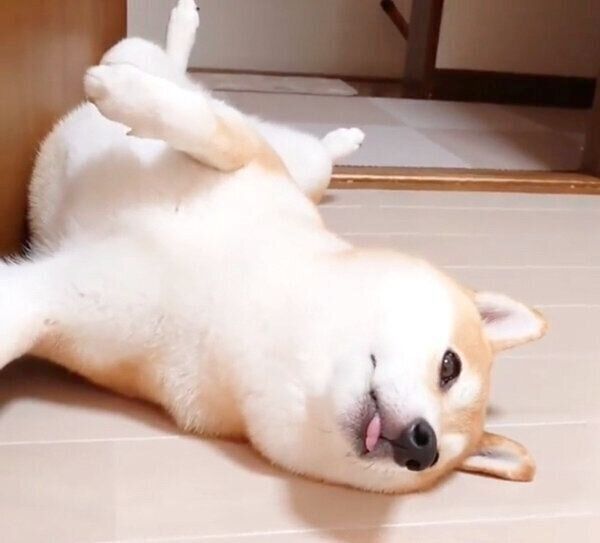 へそ天するチャーミーちゃん