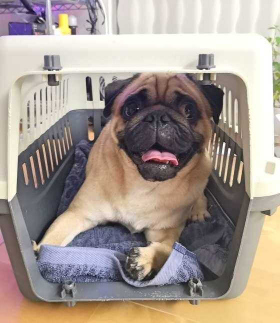 パグ