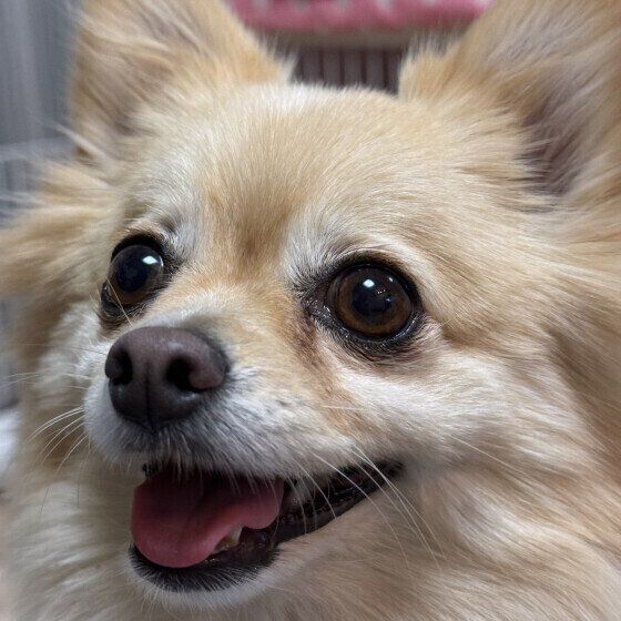 �д�Υ������