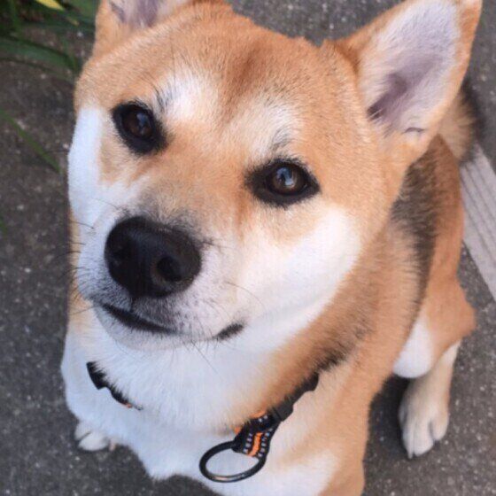 散歩中の柴犬