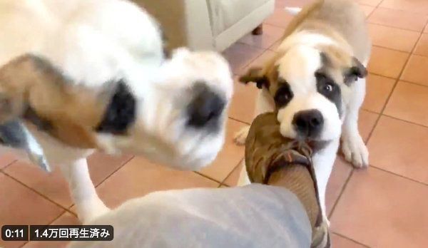 飼い主さんの靴を引っ張るドーンちゃんと、やめるように吠えるデイジーちゃん