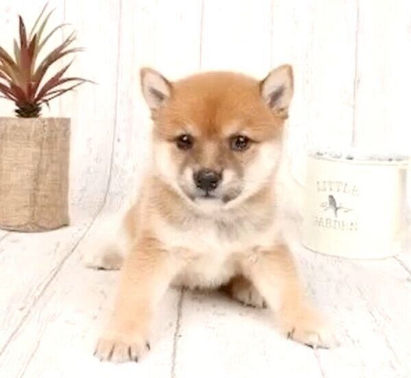 お座りするにこちゃん