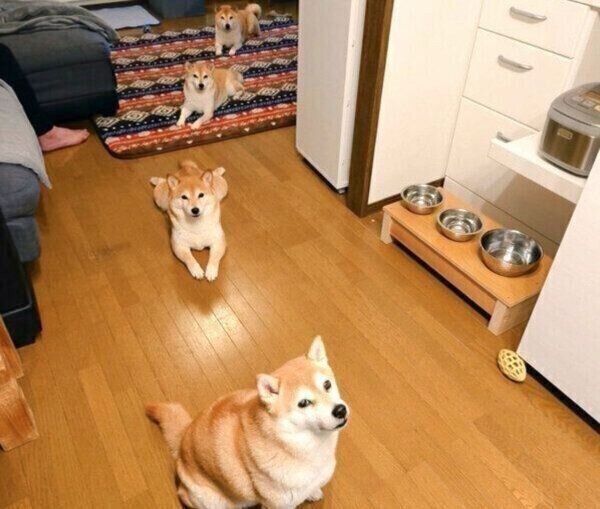 ソーシャルディスタンスを保つように並ぶくるみちゃん、すずちゃん、ゆずちゃん、れんくん