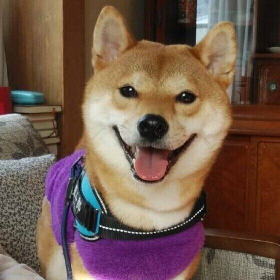柴