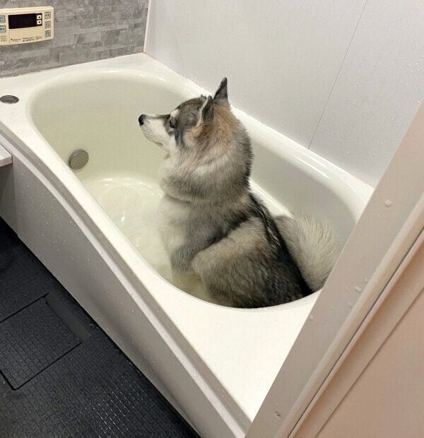 浴槽の中でスタンバイするガウちゃん