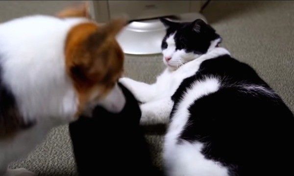 コーギーと猫