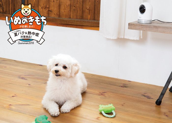 愛犬の熱中症対策に。外出先から自宅の室温をチェックできる見守りカメラが便利!