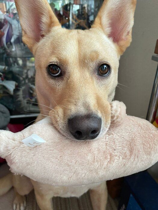 人への警戒心が強かった元保護犬子犬→徐々に家族になれて表情も豊かに成長！今では家族の「癒しの源」に