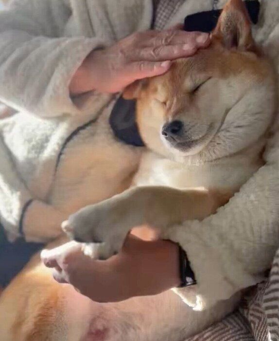 パパさんとまったりするあさむらさん