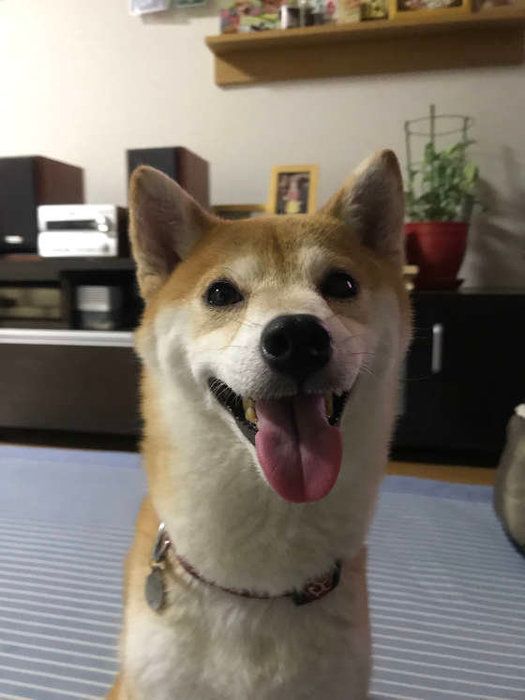 下を出す柴