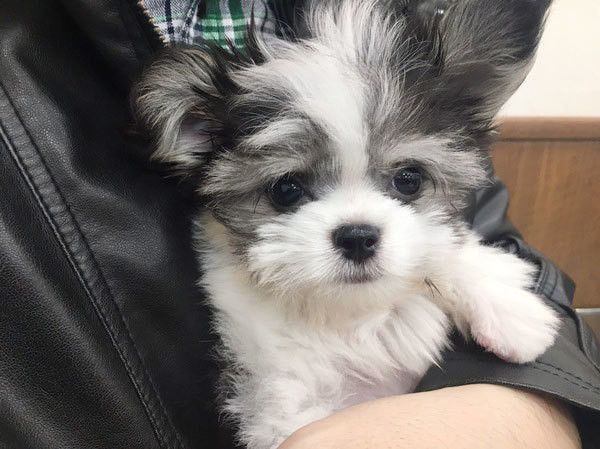 見つめる犬