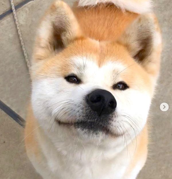 表情豊かな秋田犬